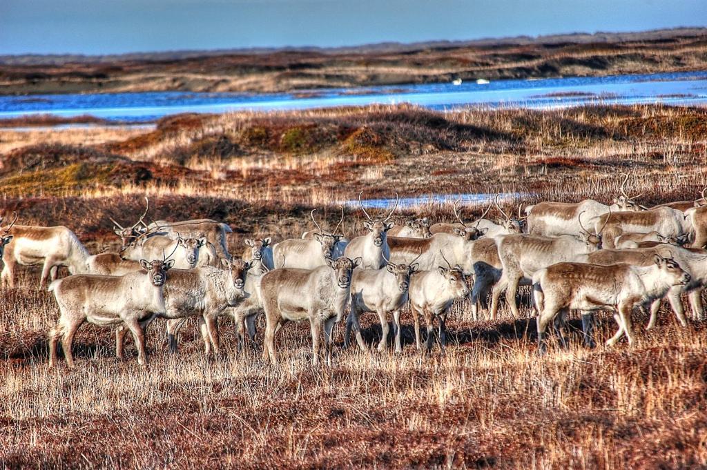 Blabjorg Resort Borgarfjordur Eystri Kültér fotó